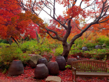 Korea Autumn Color