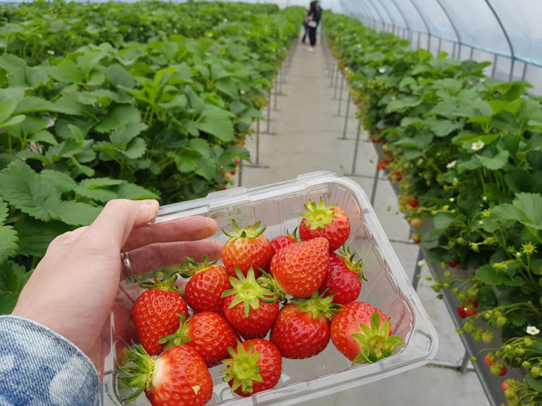 Seoul Winter Fruit Picking