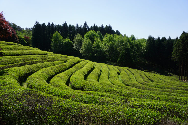 Explore South Korea's Largest Tea Plantation