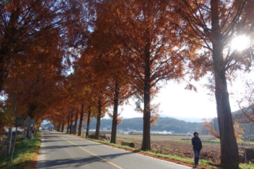 Damyang, Slow City in Korea