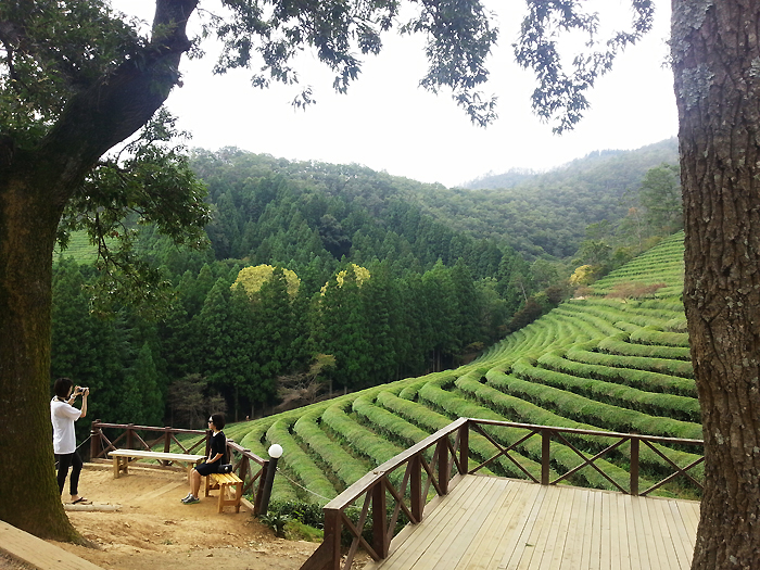 Boseong Green Tea Field