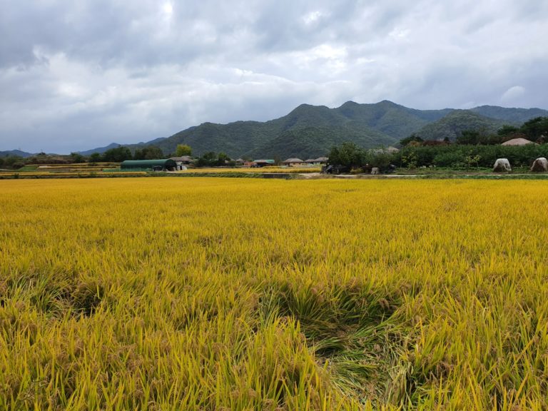 Beautiful country scenery of rice paddy in Korea