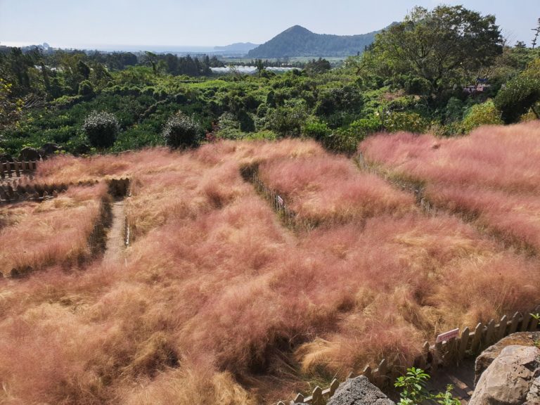 Jeju Pink Muhly