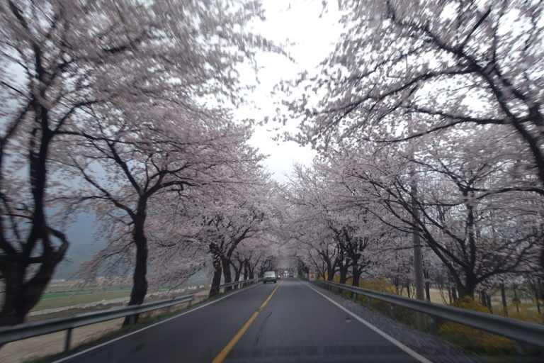 Korea Cherry Blossom Tour