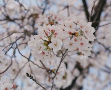 Korea Cherry Blossom Tour