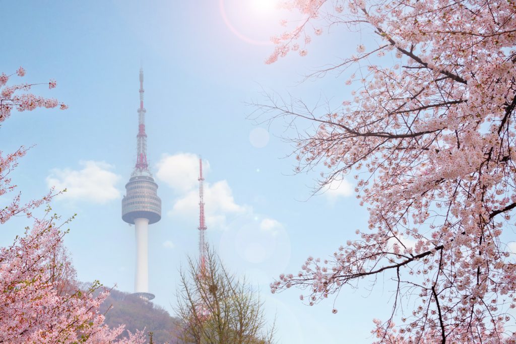 Seoul tower in spring with cherry blossom tree in full bloom