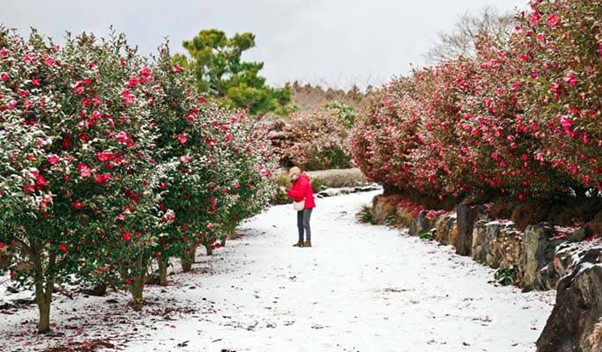 south korea winter trip