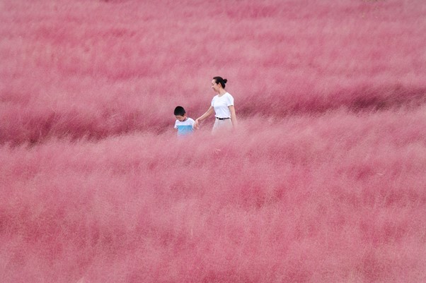 Pink Muhly Field’s