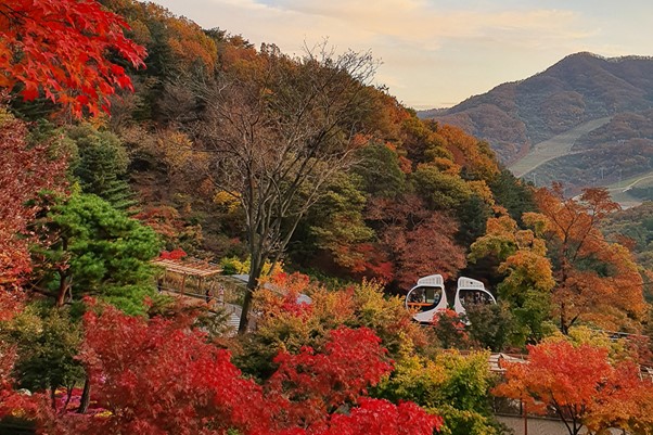 Hwadam Botanic Garden is an arboretum that is home to the largest number of hydrangeas, cherry trees, water lilies, and azaleas in the world.