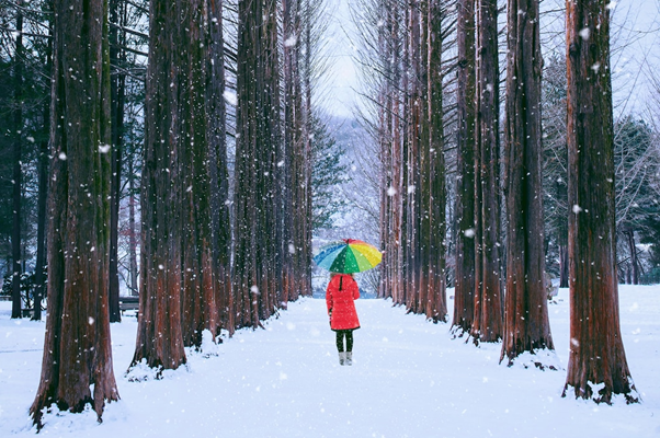 Nami island tour in winter