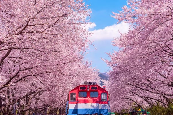 Read more about the article Spring in Korea – 8 Must-Visit Places to Experience Cherry Blossom