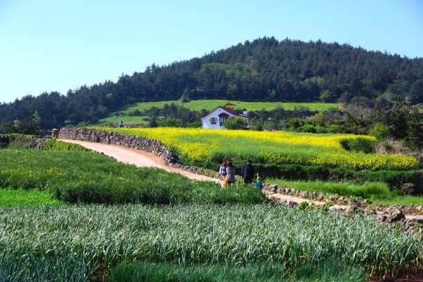 Lush Green and Yellow Spring Flowers Field in Korea