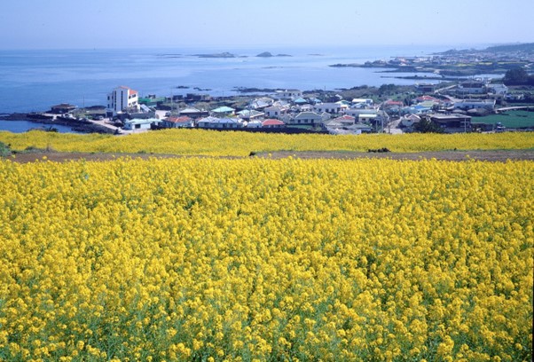 Yellow Rape Flowers in Full Bloom in Jeju Island, Korea
