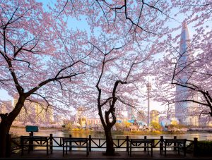 Read more about the article A Guide To Explore Korea’s Best Cherry Blossom Festivals