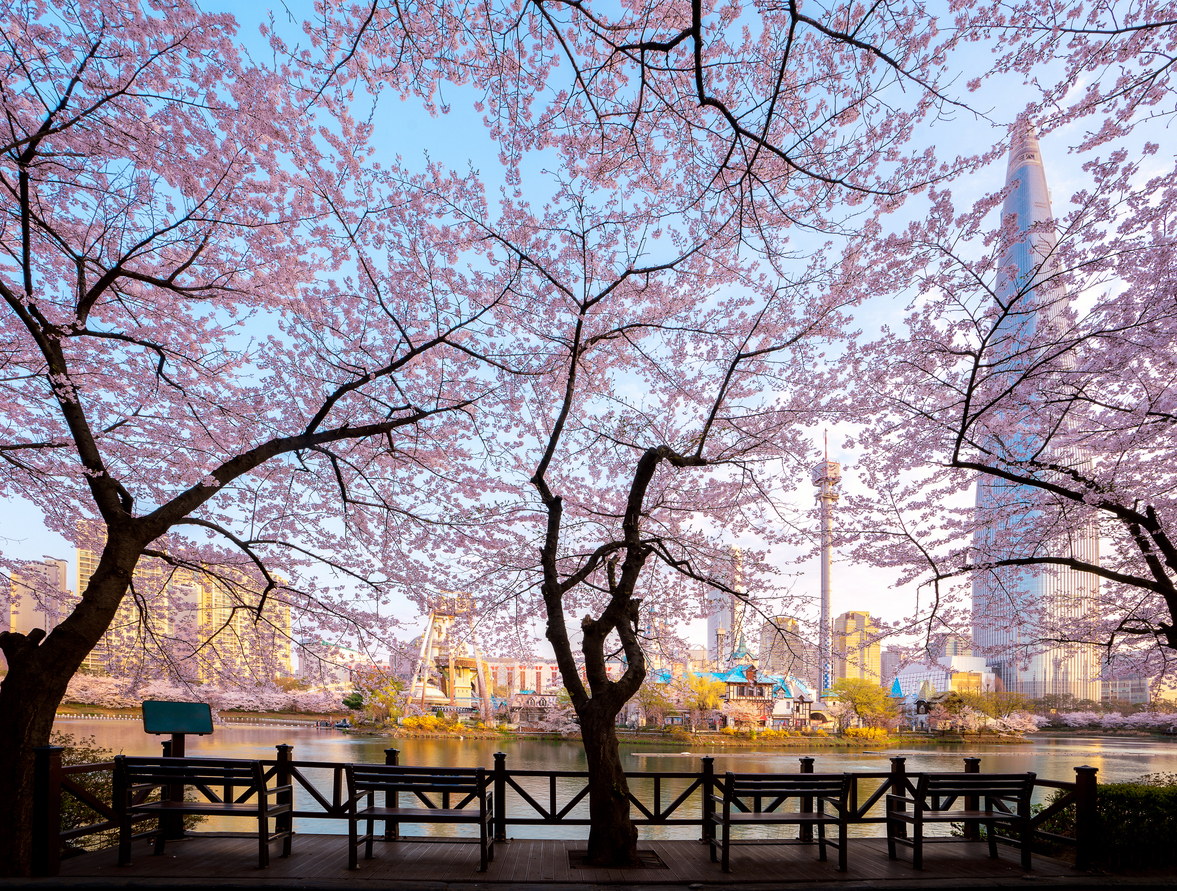 You are currently viewing A Guide To Explore Korea’s Best Cherry Blossom Festivals